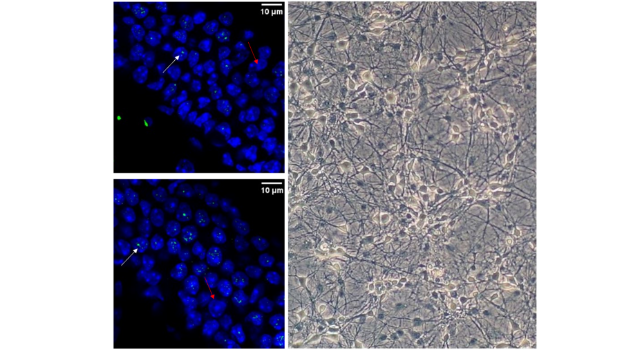 Microscopy images